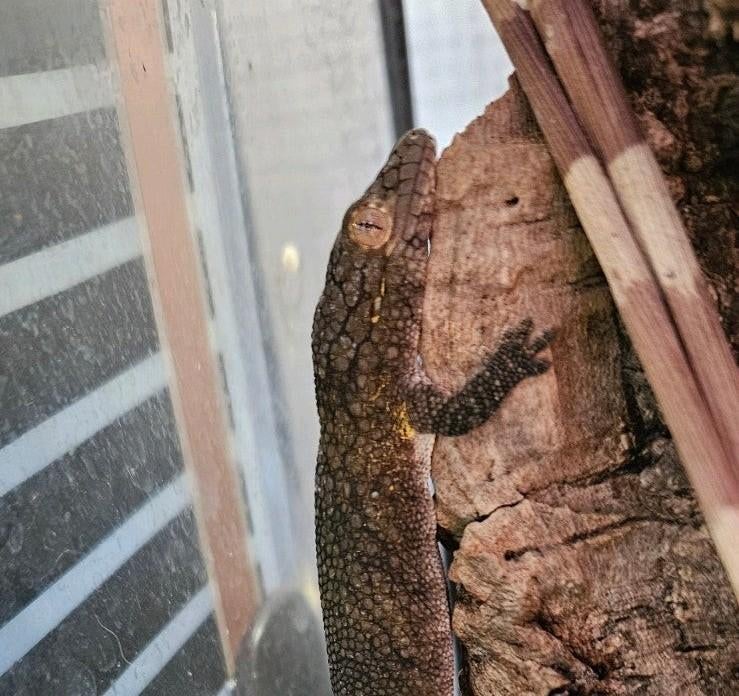 Eurydactylodes vieillardi vrouwelijk / kameleongekko, Dieren en Toebehoren, Hagedis, 0 tot 2 jaar