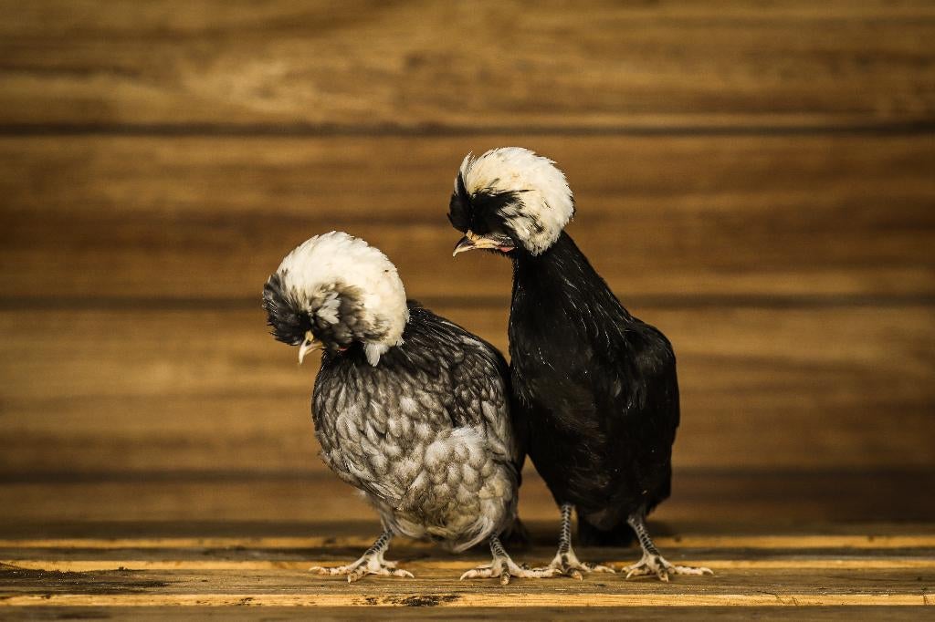 Kuifhoender krielen | Passend advies | Leuke kippen, Vrouwelijk, Kip