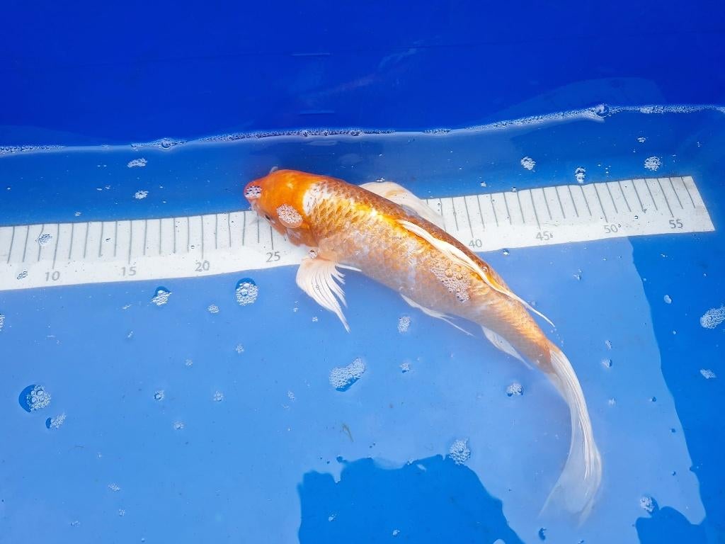 ER ZIJN WEER MOOIE NIEUWE KOI € 55,00 ps, Karper of Koi