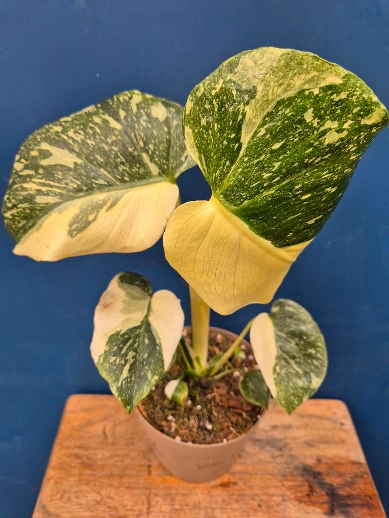 Monstera Thai Constellation p13 (34)