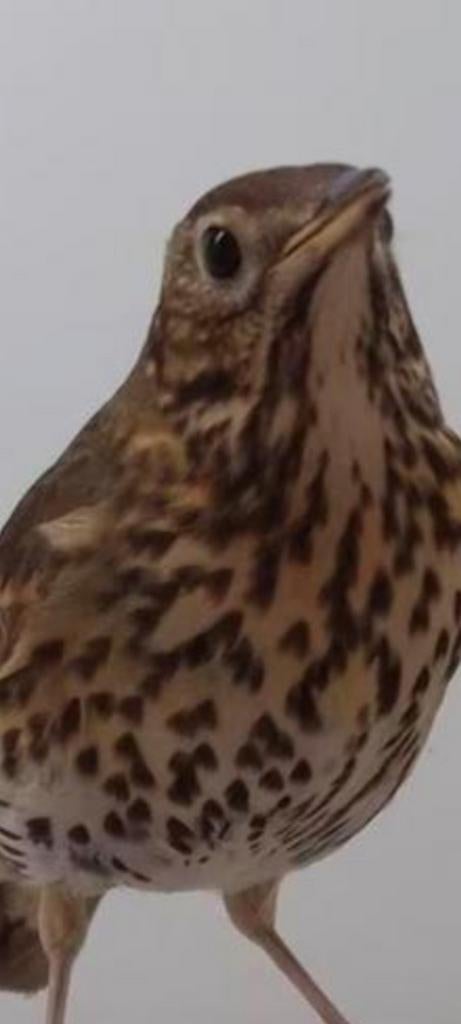 Koppel zanglijsters x  1 jong, Dieren en Toebehoren, Vogels | Overige Vogels, Meerdere dieren