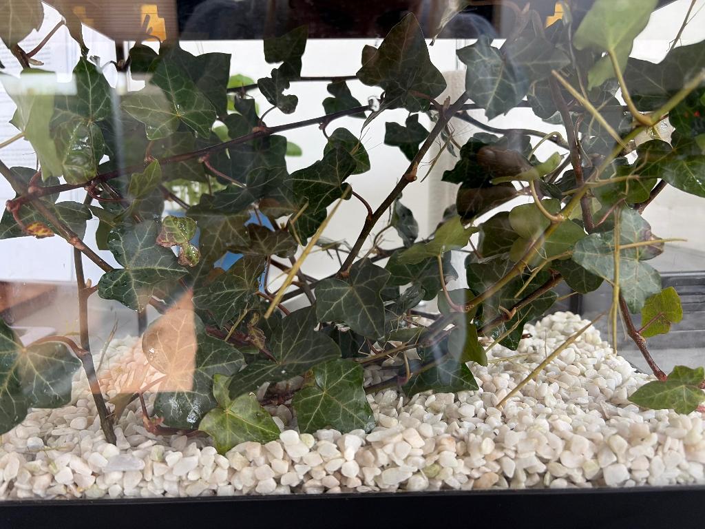 Wandelende takken, Wandelende tak