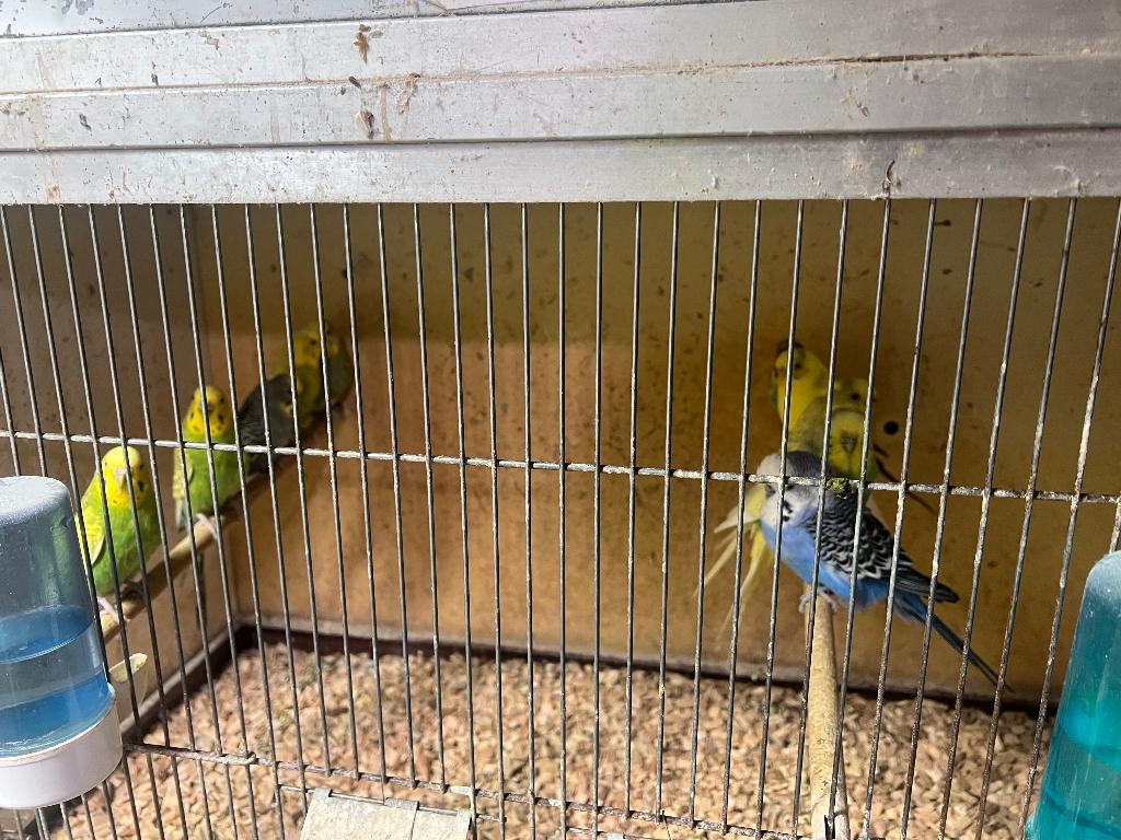 Diverse Vogels tekoop.  en  kooien  tekoop, Meerdere dieren, Parkiet