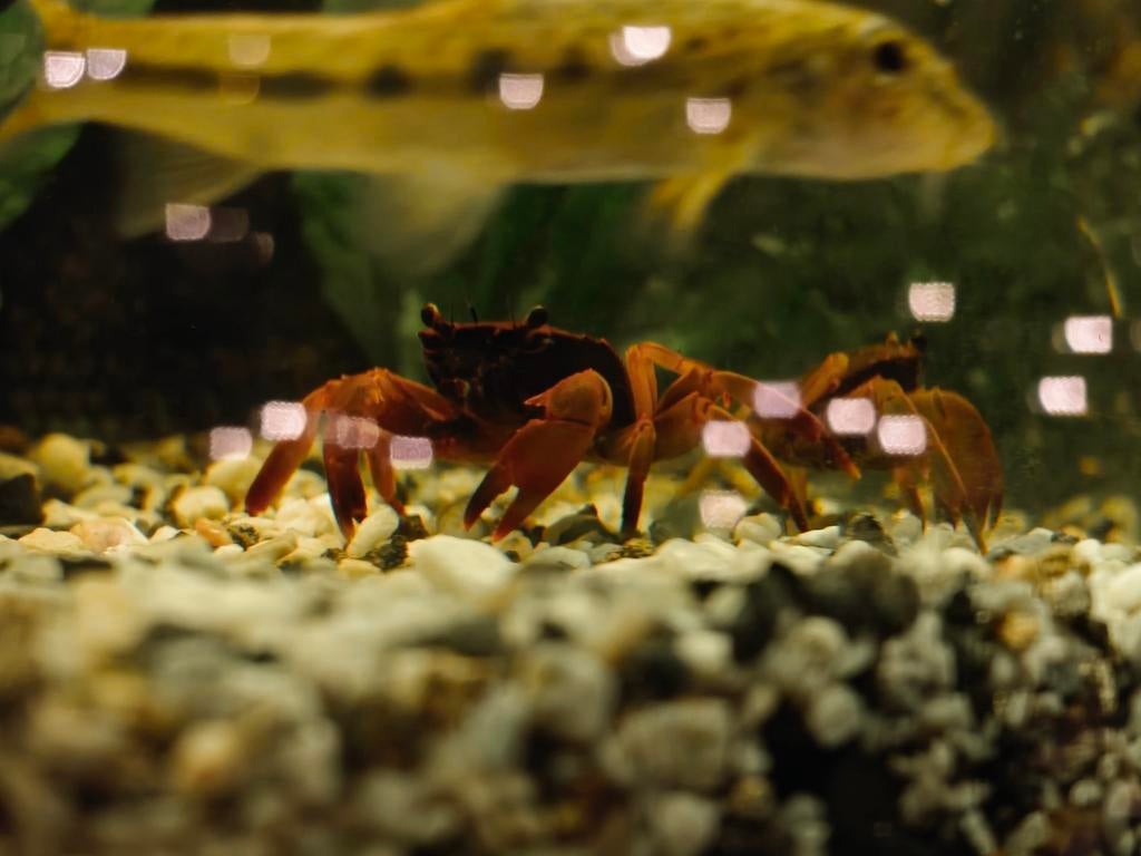 Zoetwaterkrab Parathelphusaa ferruginea, Dieren en Toebehoren, Vissen | Aquariumvissen, Kreeft, Krab of Garnaal, Zoetwatervis