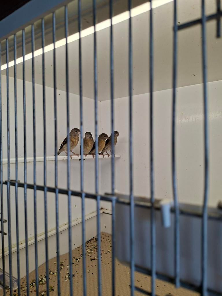 Kapoetsensijzwn, Dieren en Toebehoren, Vogels | Kanaries, Meerdere dieren