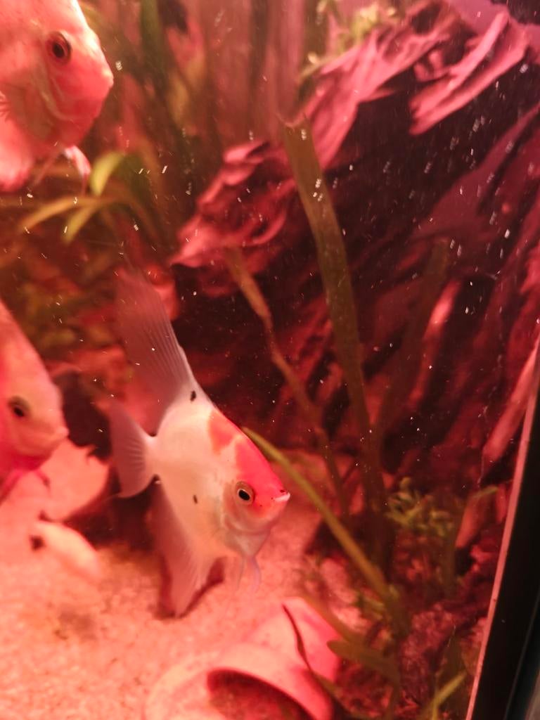 Prachtige Maanvis vrouw, Vis