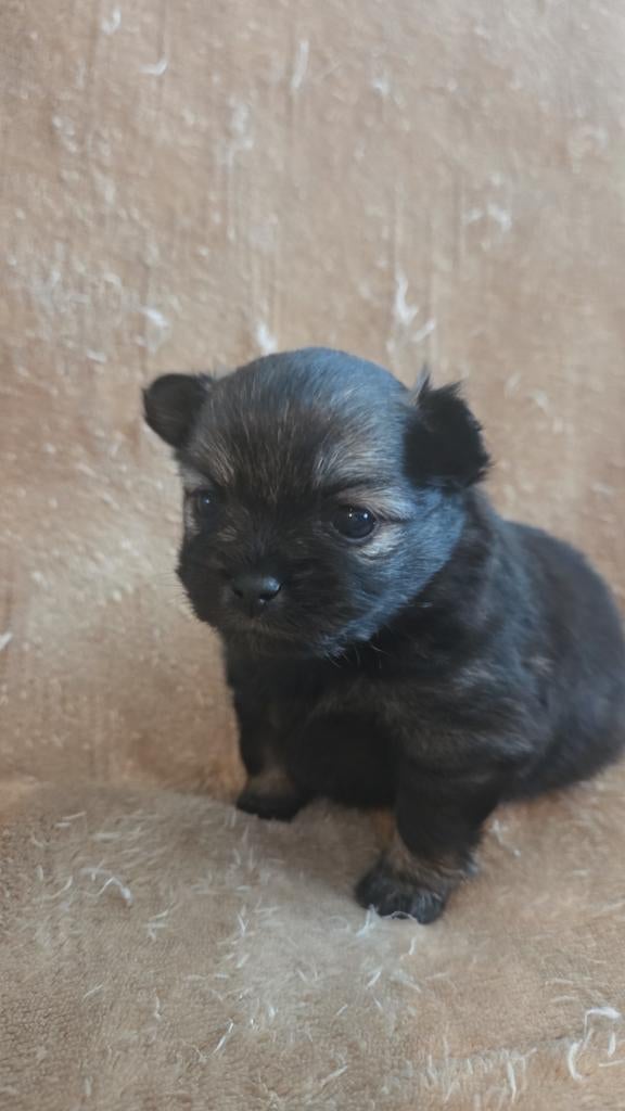 te koop prachtig mooi nestje pomchi x pomeriaan pups, Overige rassen, 8 tot 15 weken, Teef, Meerdere