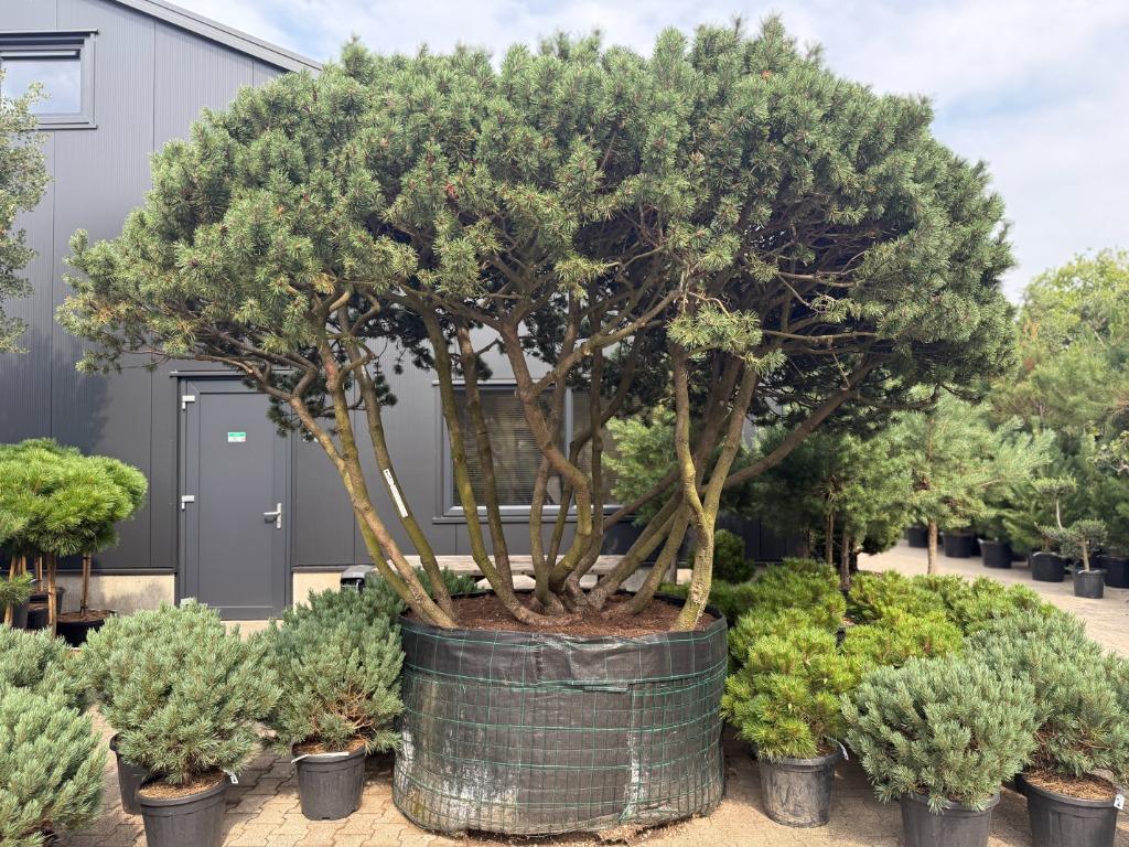 Exclusieve Pinus mugo 'Mughus'meerstammige solitair te koop!, Overige soorten, 250 tot 400 cm, Zomer, Ophalen