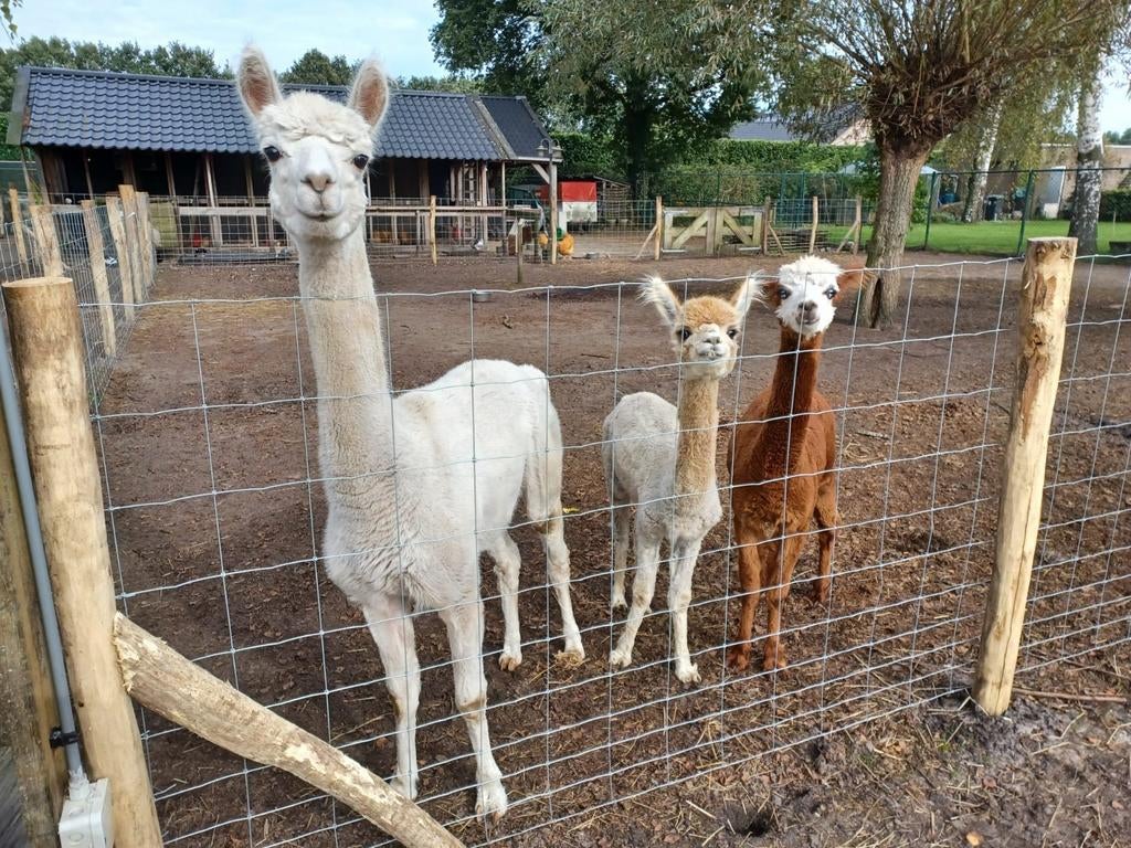 Schapengaas,Gaas,Geplaatst vanaf €10 m1 incl Materialen, Ophalen, Nieuw, Minder dan 10 meter, Gaas