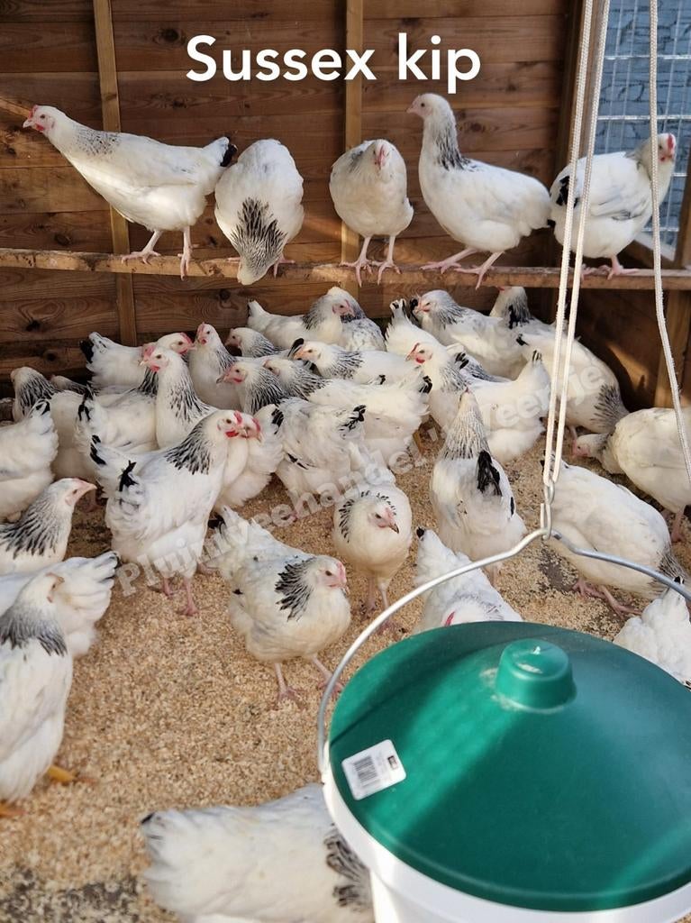 Jonge legkippen leghennen sussex bleu de lande red island, Dieren en Toebehoren, Pluimvee, Vrouwelijk, Kip