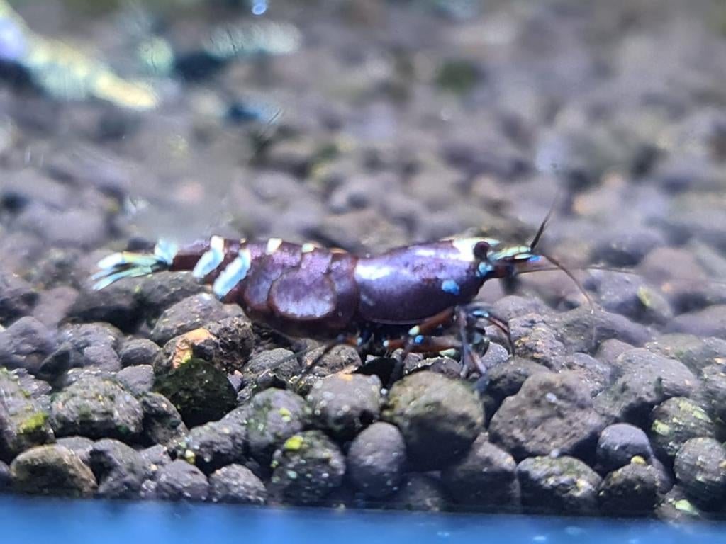 Purple metallic Nanashi garnalen aquarium, Kreeft, Krab of Garnaal