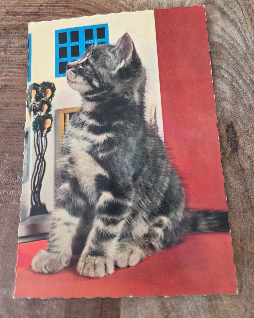 Klein grijs katje kijkt omhoog, Verzenden, 1980 tot heden, Ongelopen, Hond of Kat