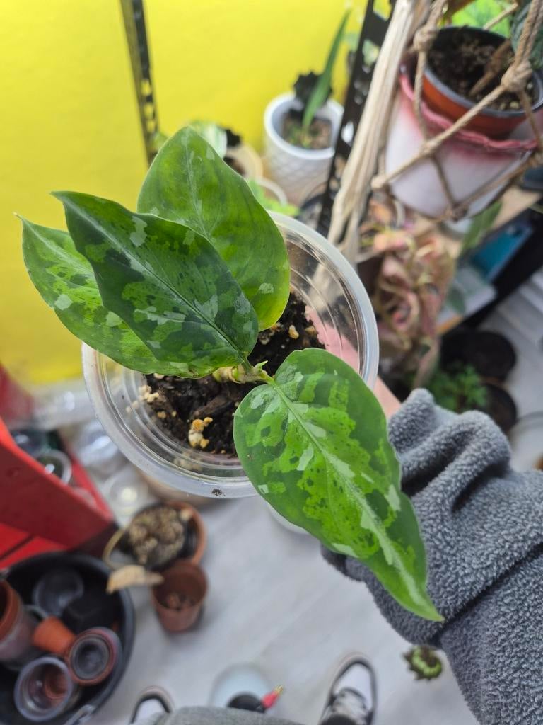 Aglaonema tricolor - Goed geworteld, alleen ophalen!, Ophalen, Overige soorten, Halfschaduw, In pot