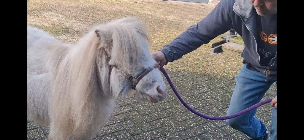 Mini paardje, merrie, Cremello, Dieren en Toebehoren, Paarden en Pony's | Overige Paardenspullen, Ophalen