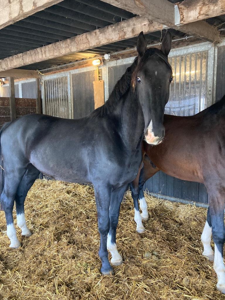 Tuigpaarden, Dieren en Toebehoren, Ruin, 3 tot 6 jaar