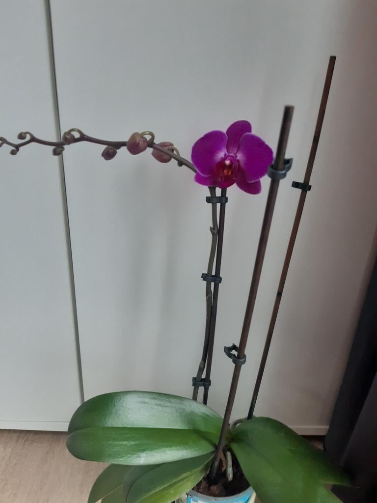 Orchidee Phalaenopsis prachtige paarse kleur, Huis en Inrichting, Kamerplanten, Ophalen of Verzenden, Minder dan 100 cm