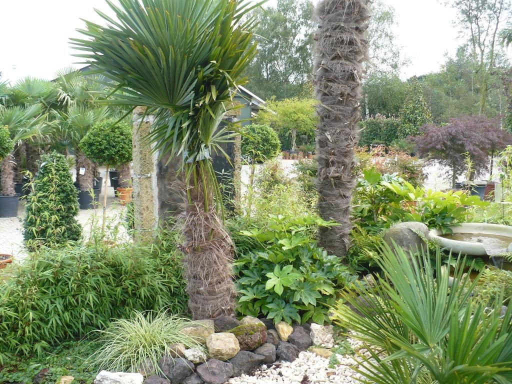 Winterbescherming-vorstbescherming voor palmboom, Ophalen of Verzenden, Winter, Palmboom