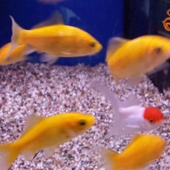 Carrasius auratus, Dieren en Toebehoren, Vis