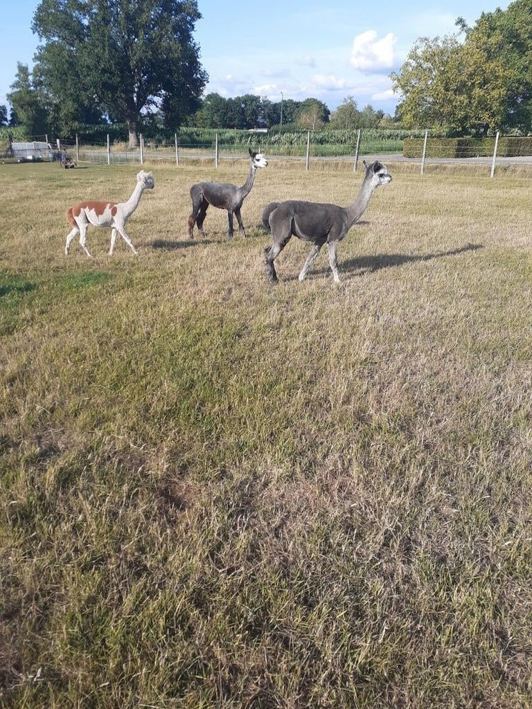 Te koop 2 grijze  alpaca merries, Dieren en Toebehoren, April, Vrouwelijk