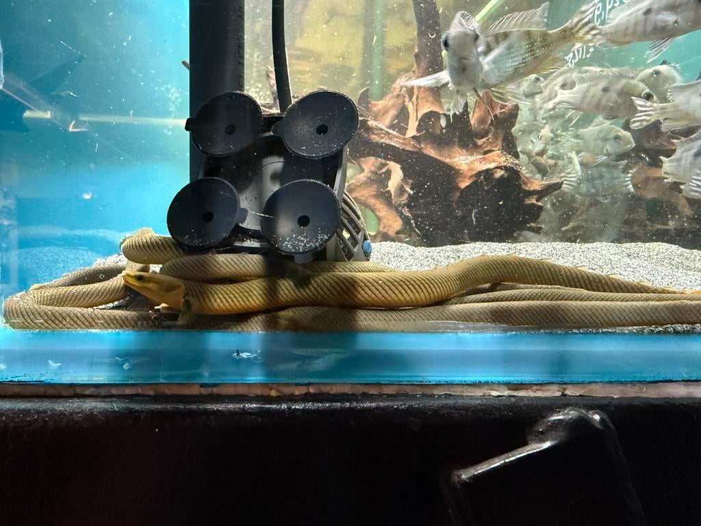 Erpetoichthys calabaricus - Afrikaanse wimpelaal, Vis, Zoetwatervis