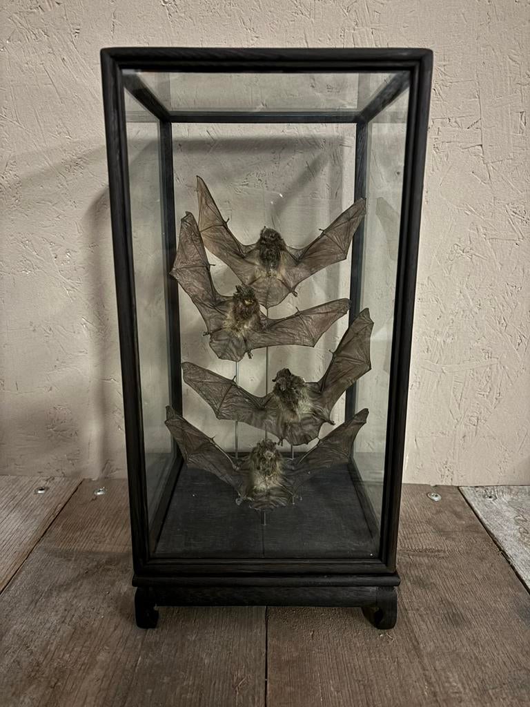 Mooie vitrine met vier opgezette vleermuizen, Verzamelen, Dierenverzamelingen, Nieuw, Opgezet dier, Overige soorten, Ophalen