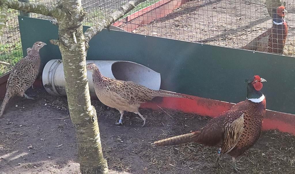 Broed eieren, Dieren en Toebehoren, Vogels | Overige Vogels, Geslacht onbekend