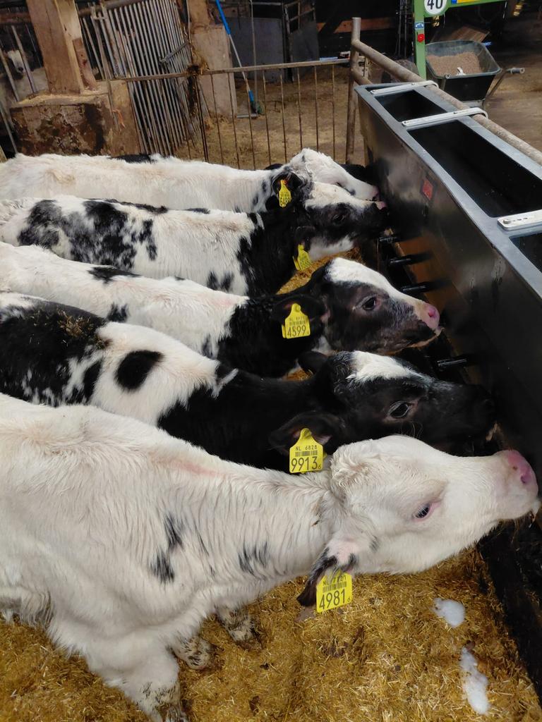 6 mooie Kruislingen, Dieren en Toebehoren, Vrouwelijk