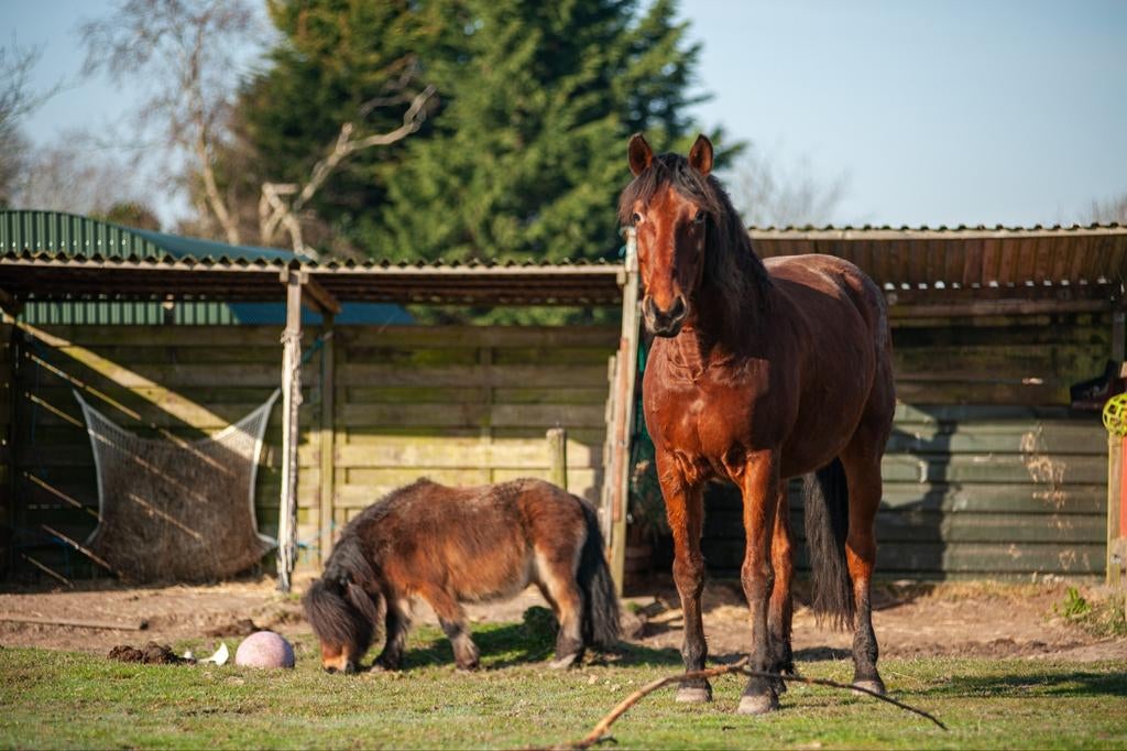 GEZOCHT paddock/weide voor paard en shet (ruinen)