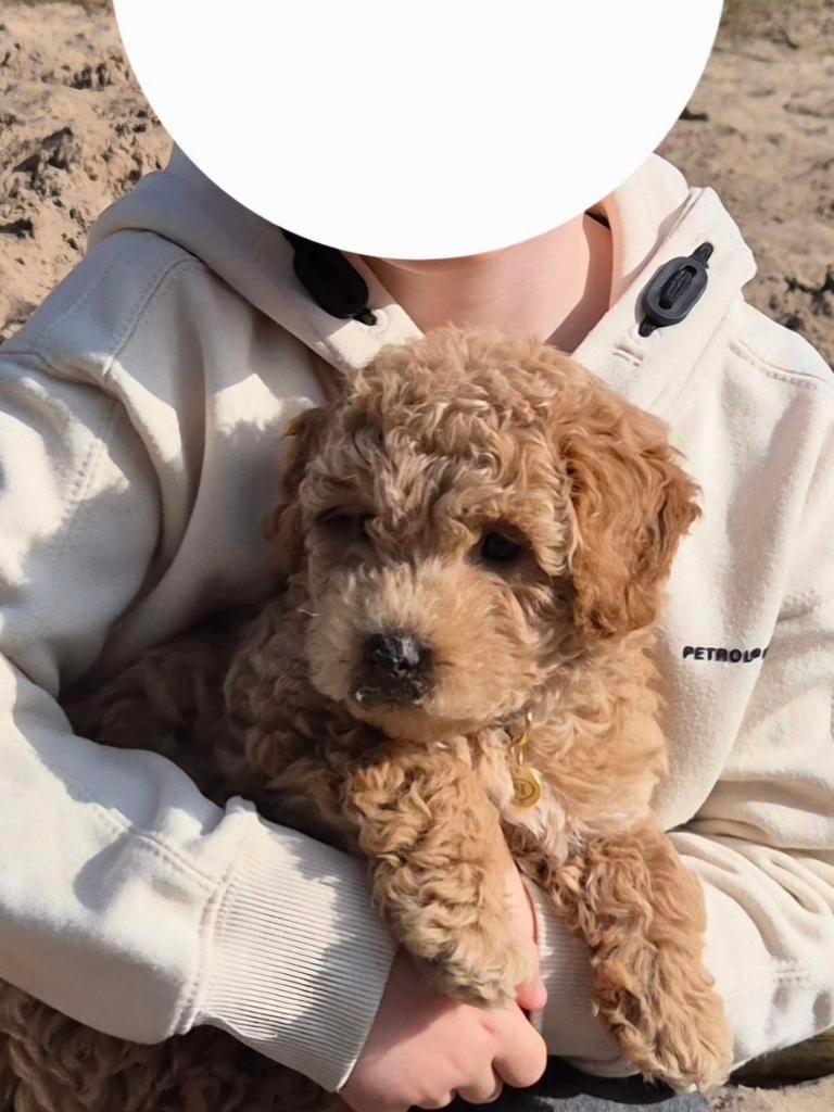 Oppasgezin gezocht, Overige rassen, 8 tot 15 weken, Teef, Eén hond