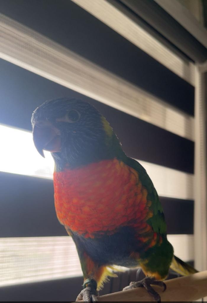 Zeer lieve en tamme lori papegaai, Dieren en Toebehoren, Vogels | Parkieten en Papegaaien, Mannelijk, Papegaai, Geringd