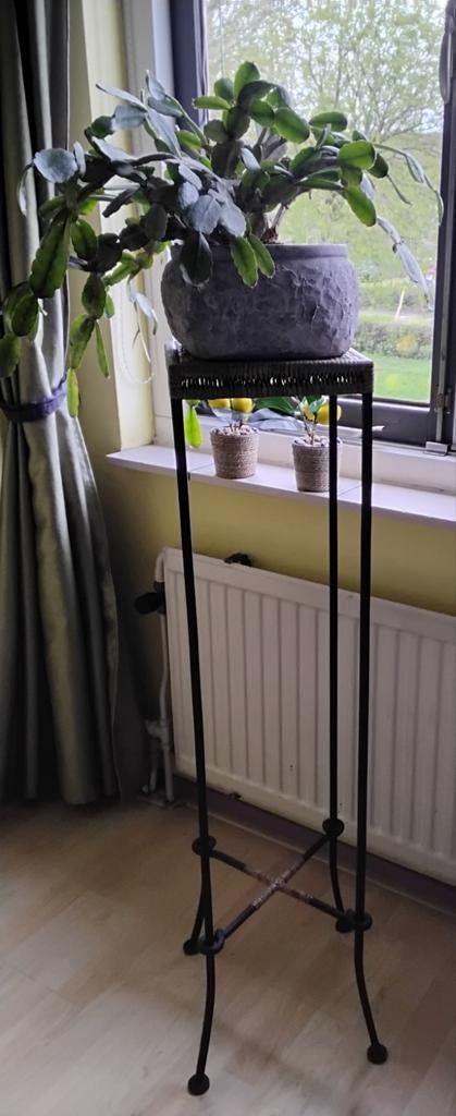 Kamerplanten (Stijlvolle stalen plantenstandaard met cactus), Ophalen