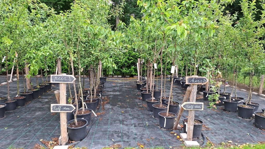Fruitbomen Lentevoordeel!!, Tuin en Terras, Planten | Fruitbomen, Ophalen, 100 tot 250 cm, Appelboom, Lente