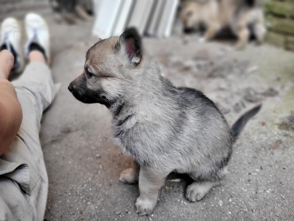 Puppies Tsjechoslowaakse wolfhond kruising, Overige rassen, 8 tot 15 weken, Meerdere, Meerdere dieren