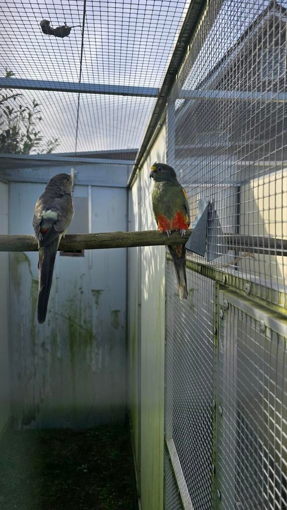 Kweekkoppel Veelkleuren grijsgroen van 2021, Meerdere dieren, Parkiet