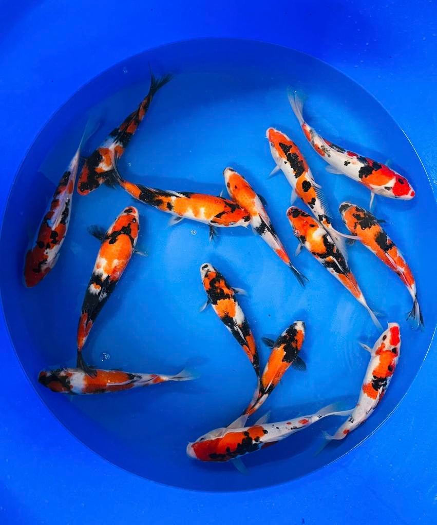 Showa jumbo tosai.Kweker Tanaka., Dieren en Toebehoren, Vissen | Vijvervissen, Karper of Koi