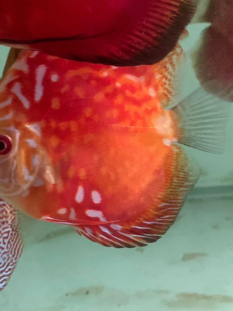 Discus vissen, Dieren en Toebehoren, Vis