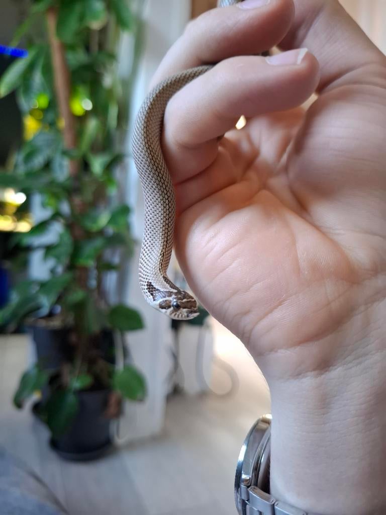 Haakneus superconda 2025 Hognose Snake - unknown for sale from Thomas