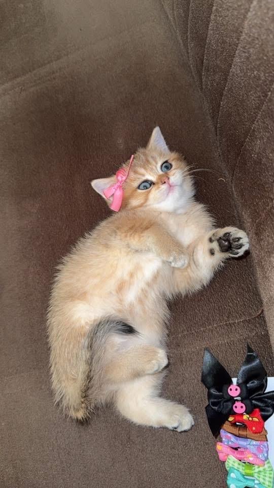 Golden kittens, Meerdere dieren