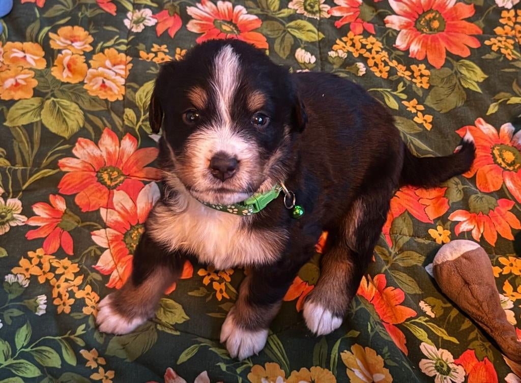 Prachtige Berner Sennen pups zoeken een fijn thuis!, 8 tot 15 weken, Meerdere, Meerdere dieren, Nederland