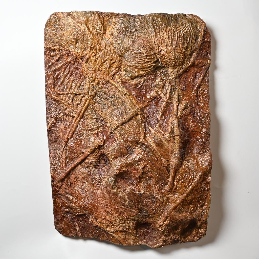 Fossiel Zeelelie Scyphocrinites elegans Zeester, Ophalen of Verzenden, Fossiel