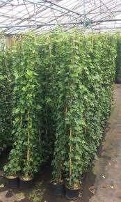 Hedera Hibernica, Tuin en Terras, Planten | Tuinplanten, Ophalen, Bloeit niet, Klimplanten, Halfschaduw