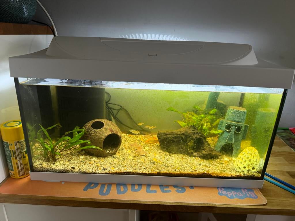 Aquarium complete met vissen en kikkertje, Ophalen of Verzenden, Gevuld zoetwateraquarium