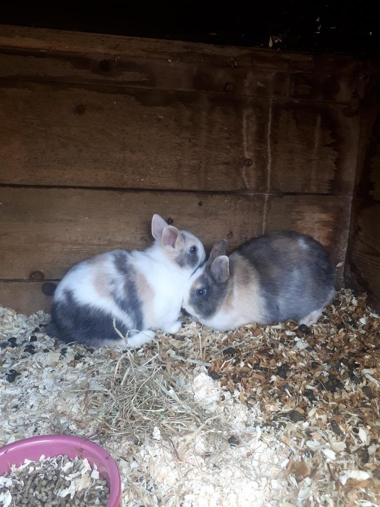 Te koop: jonge dwergkonijnen., Dieren en Toebehoren, Konijnen, Meerdere dieren, Dwerg, 0 tot 2 jaar