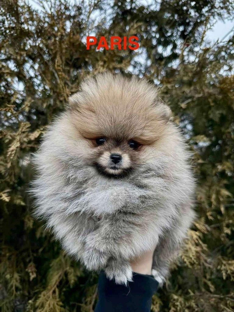 POMERIAAN POMERANIAN MINI BOO, Dieren en Toebehoren, Keeshond, 15 weken tot 1 jaar, Parvo, Meerdere