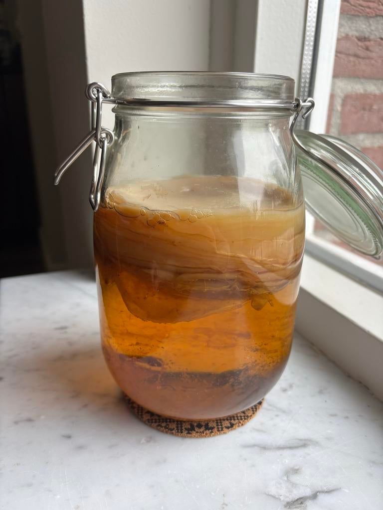 Kombucha starter scoby, Ophalen