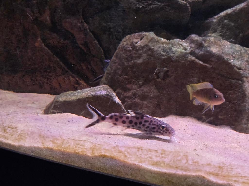 Groepje Synodontis Petricola, Vis, Zoetwatervis, Schoolvis