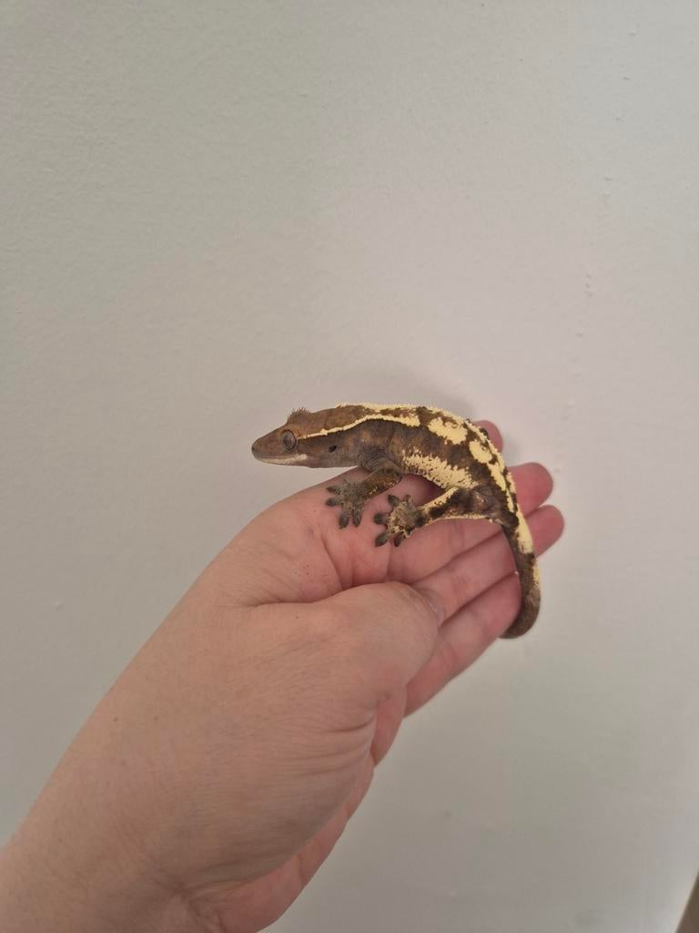 Correlophus ciliatus. Sable wimper gecko Crested Gecko - unknown for sale from TheDutchGeckos