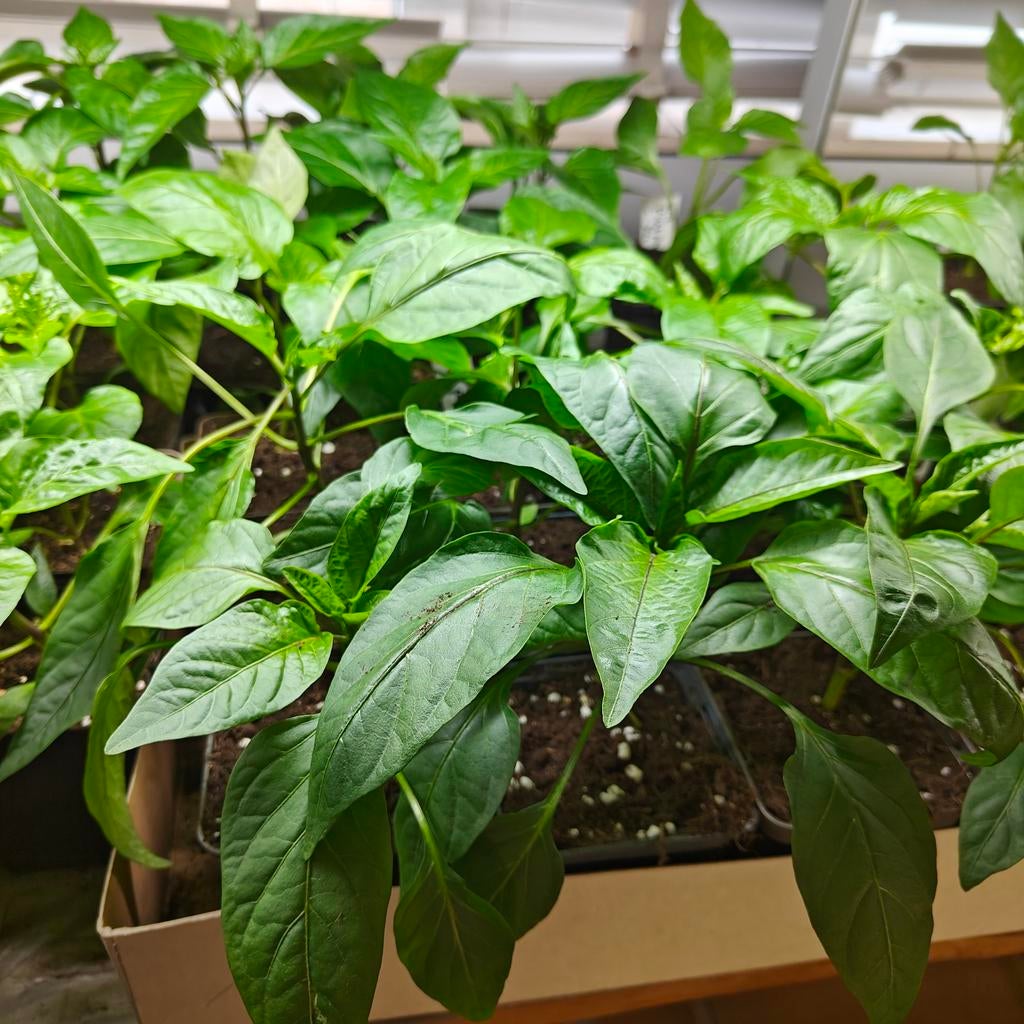 Groente planten, Paprika, Peper, Bloemen, Tuin en Terras, Ophalen, Eenjarig, Groenteplanten, Volle zon