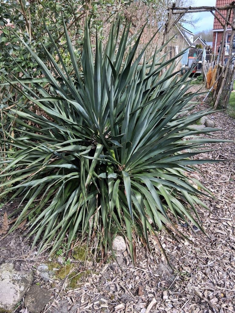 Gratis, Ophalen, Overige soorten, Volle zon