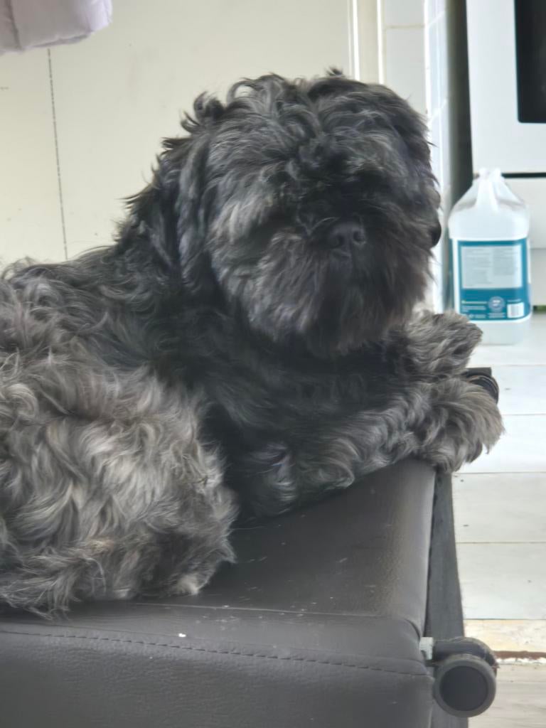 Onze lieve puck, Eén hond, 3 tot 5 jaar, HCC (leverziekte), Nederland